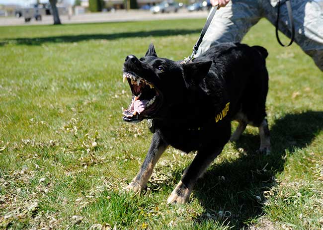 Fear Aggression in Dogs - Dog Training Elite First Coast