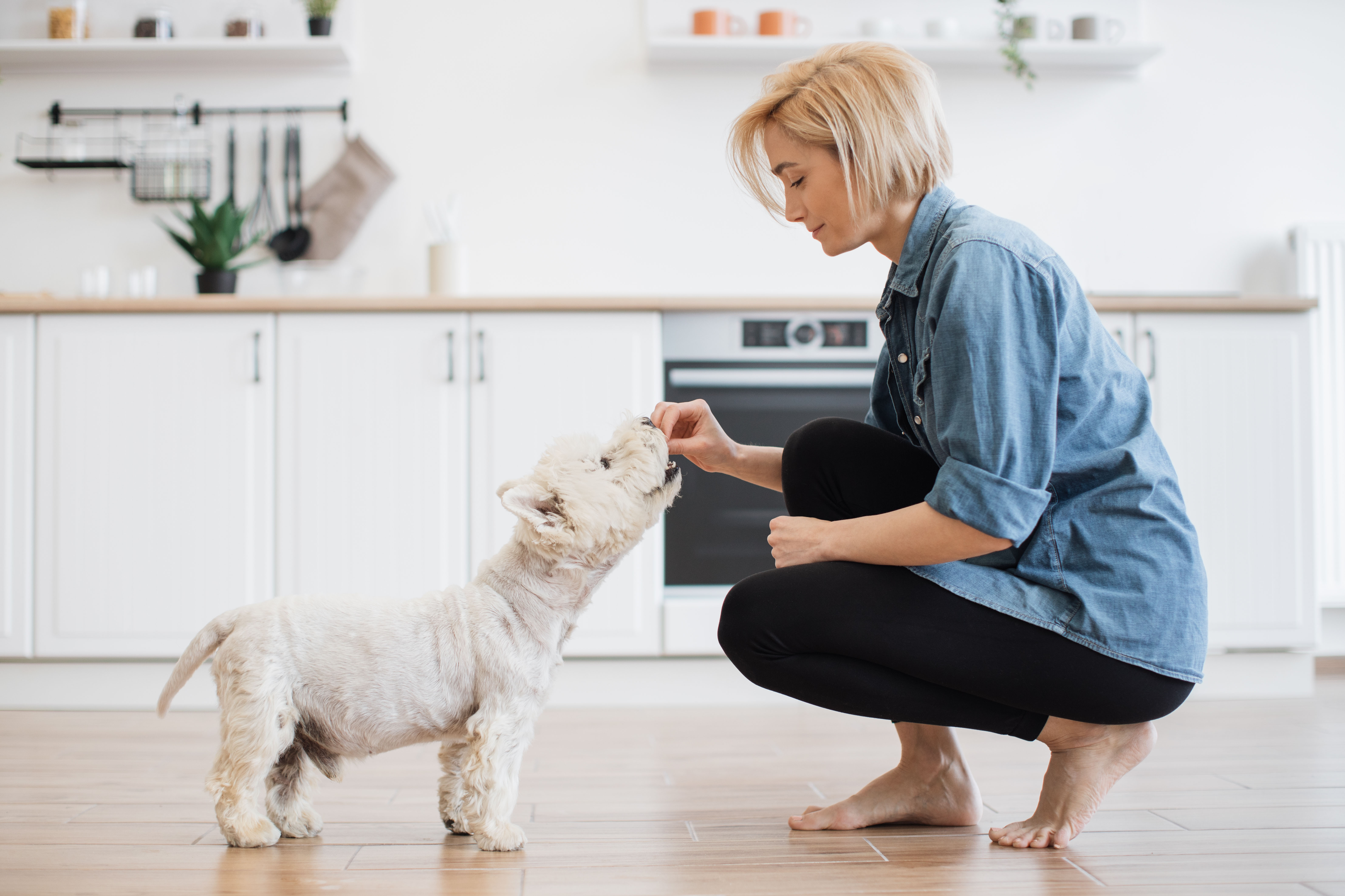 Personalized Training in Your Own Home in Mesa, AZ: Dog Training Elite