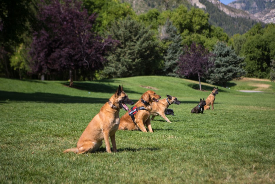 Dog Training Elite dogs are trained and ready.