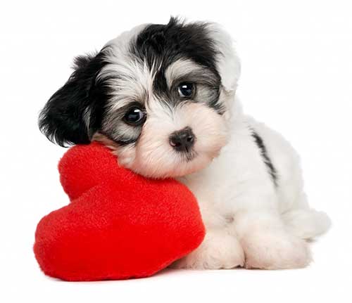 Dog Training Elite First Coast-Valentine's Day with your Dog