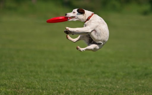 The experts at Dog Training Elite believe that discs and frisbee's are great toys to help train your dog.