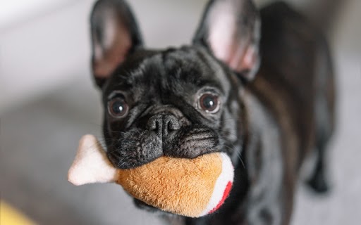 Plush toys are a great, quiet toy to give your dog for early training before enrolling in a professional course at your local Dog Training Elite.