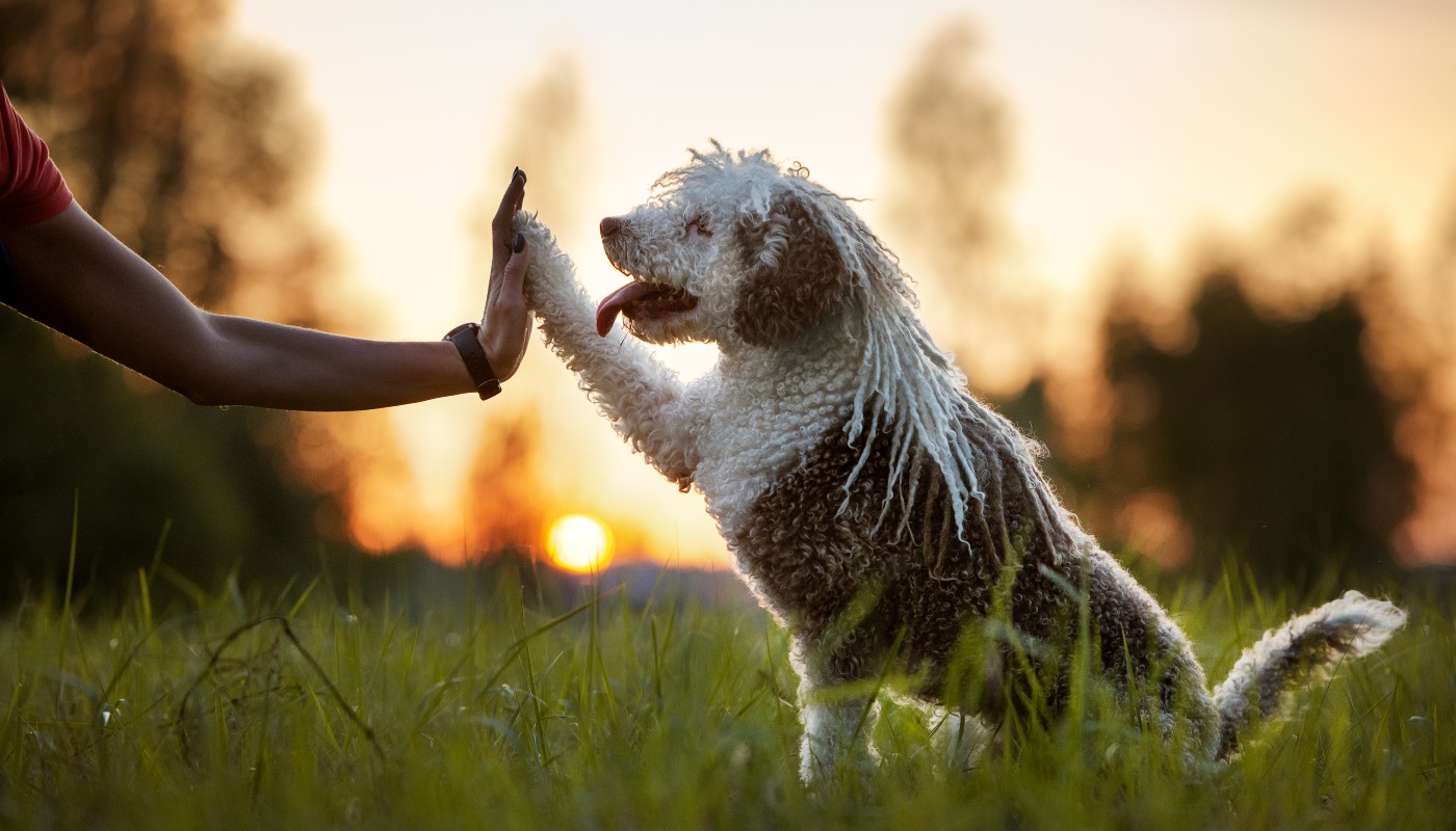 The Best Time to Start Training Your Puppy or Dog is NOW!