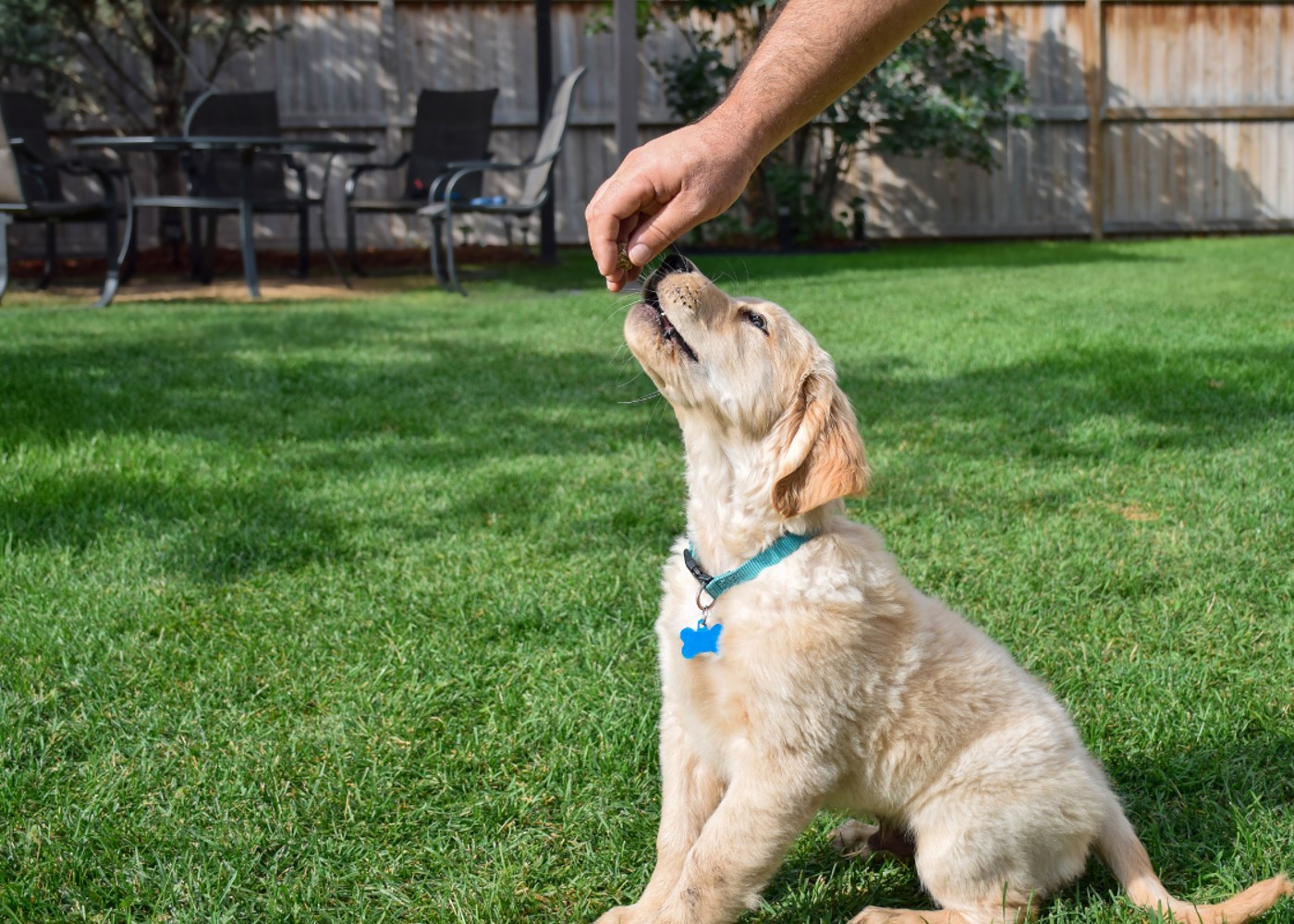 An adorable lab puppy enjoying a treat during classical conditioning with their owner.