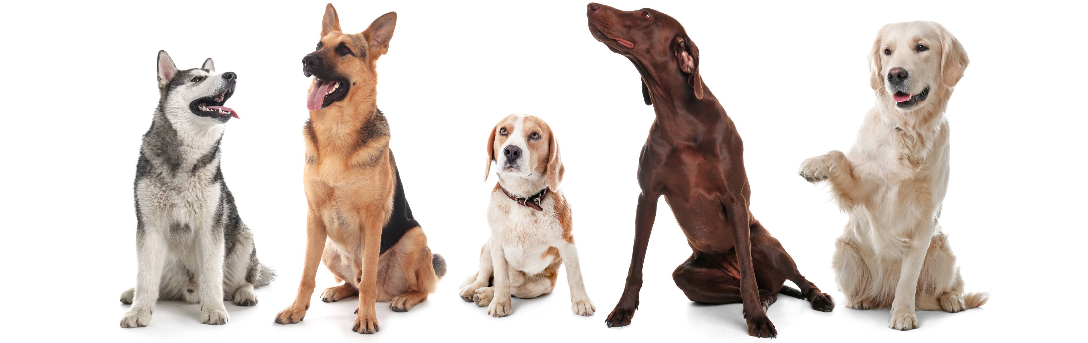 A group of well-trained dogs lined up for their picture with Dog Training Elite - get devens dog training today!