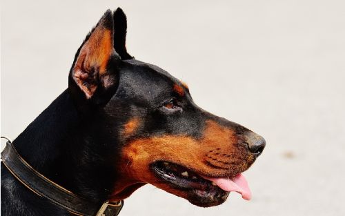 Dog Training Elite of Panama City offers professional service dog training programs for Doberman Pinschers.