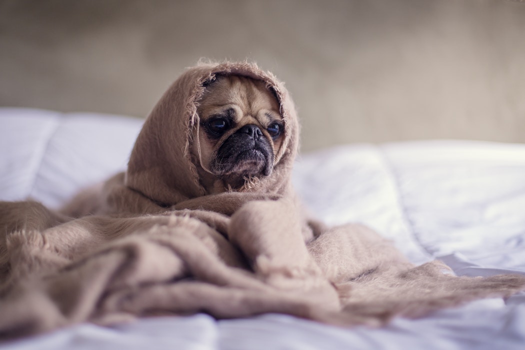 Panama City Dog Training Elite Emerald Coast's sleepy pup snuggled up in a blanket.