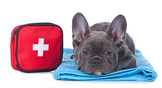 Common Dog Emergencies