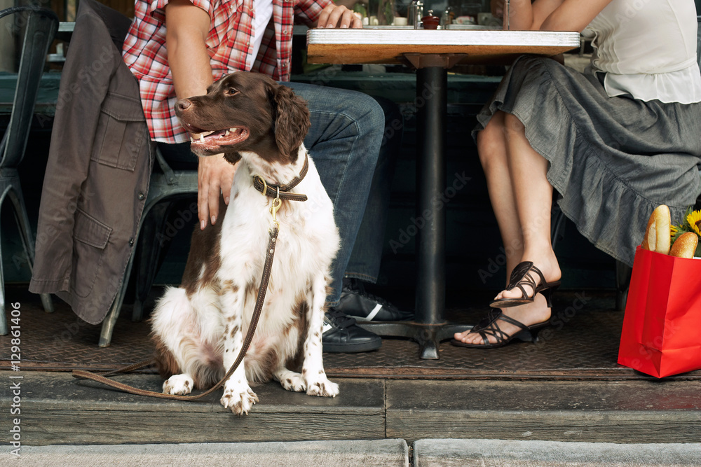 A dog owner gets her dog ready for a snack at a dog-friendly restaurant in Gilbert, AZ.