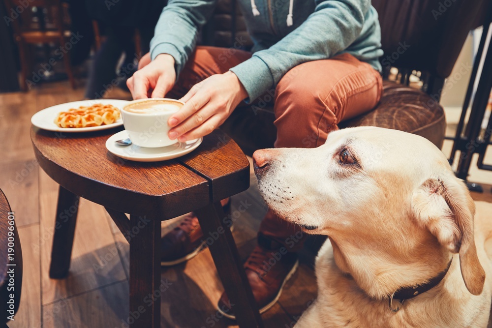 Exploring the Dog-Friendly Dining Scene in Gilbert, AZ. Dog Training Elite