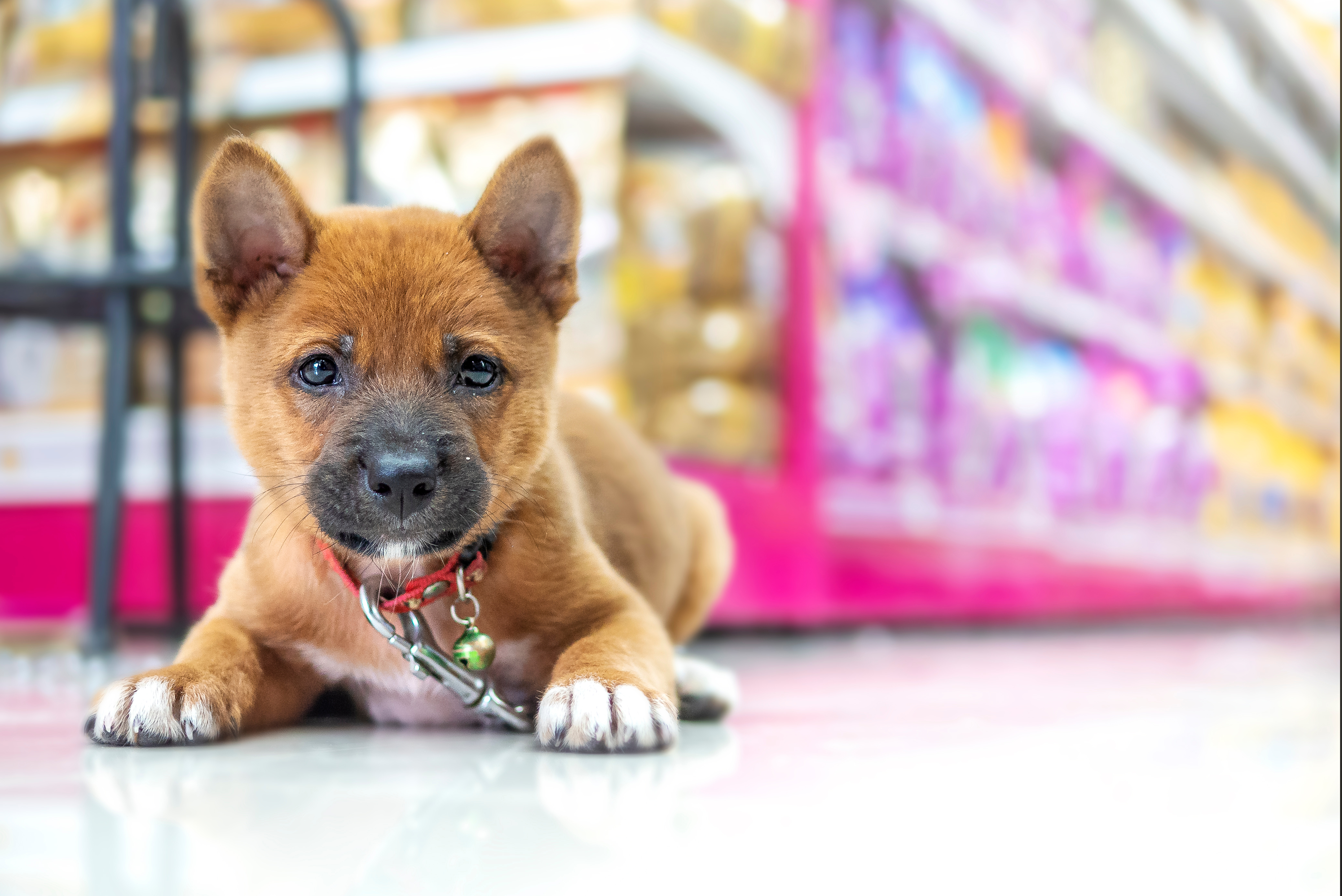 An obediant dog trained by experts at Dog Training Elite in Scottsdale, AZ in a pet-friendly store.