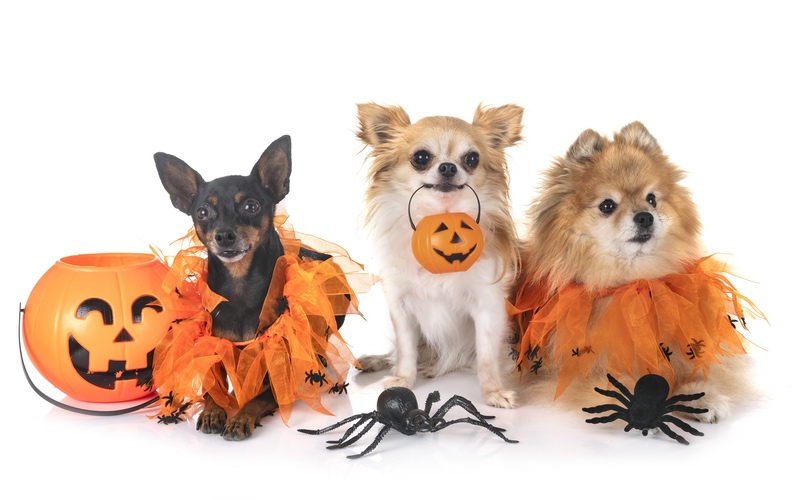 Halloween Safety for Dogs