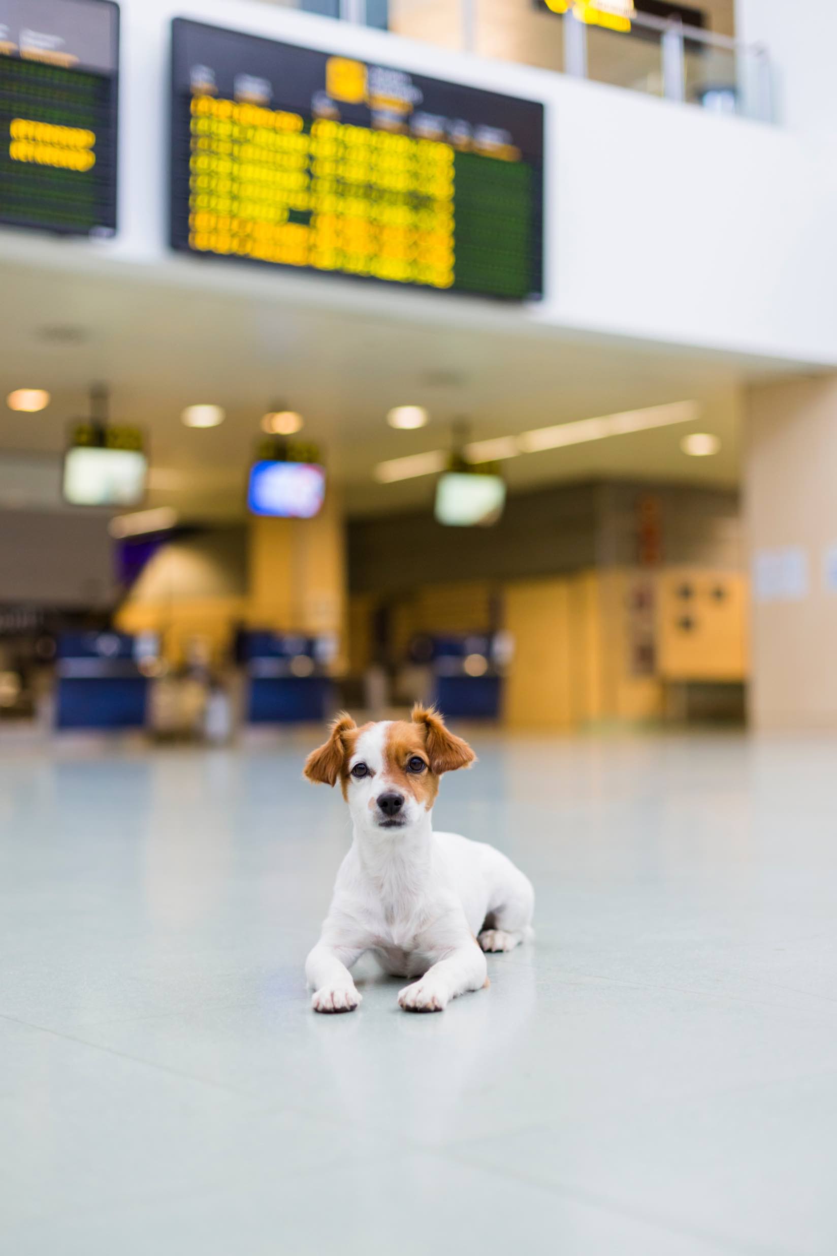 This pup is happy to behave at the airport, especially thanks to training from Dog Training Elite in Reno.