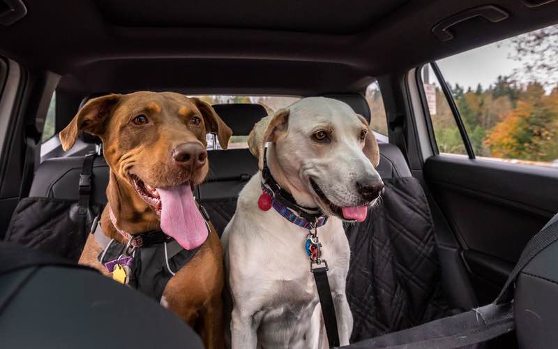 Two beautiful dogs in a car - Dog Training Elite in Nashville.