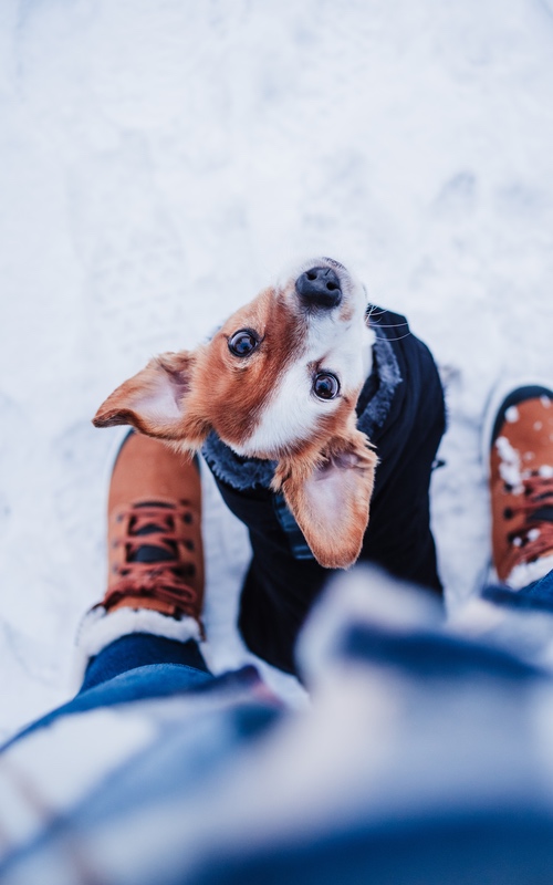 Small dog wearing a sweater - check out Dog Training Elite's tips to keep you dog warm this winter.