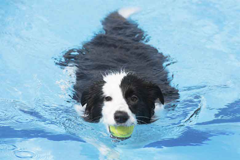 Dog Training Elite in Panama City suggests supervising your dog in the water and getting a life vest for deep water.