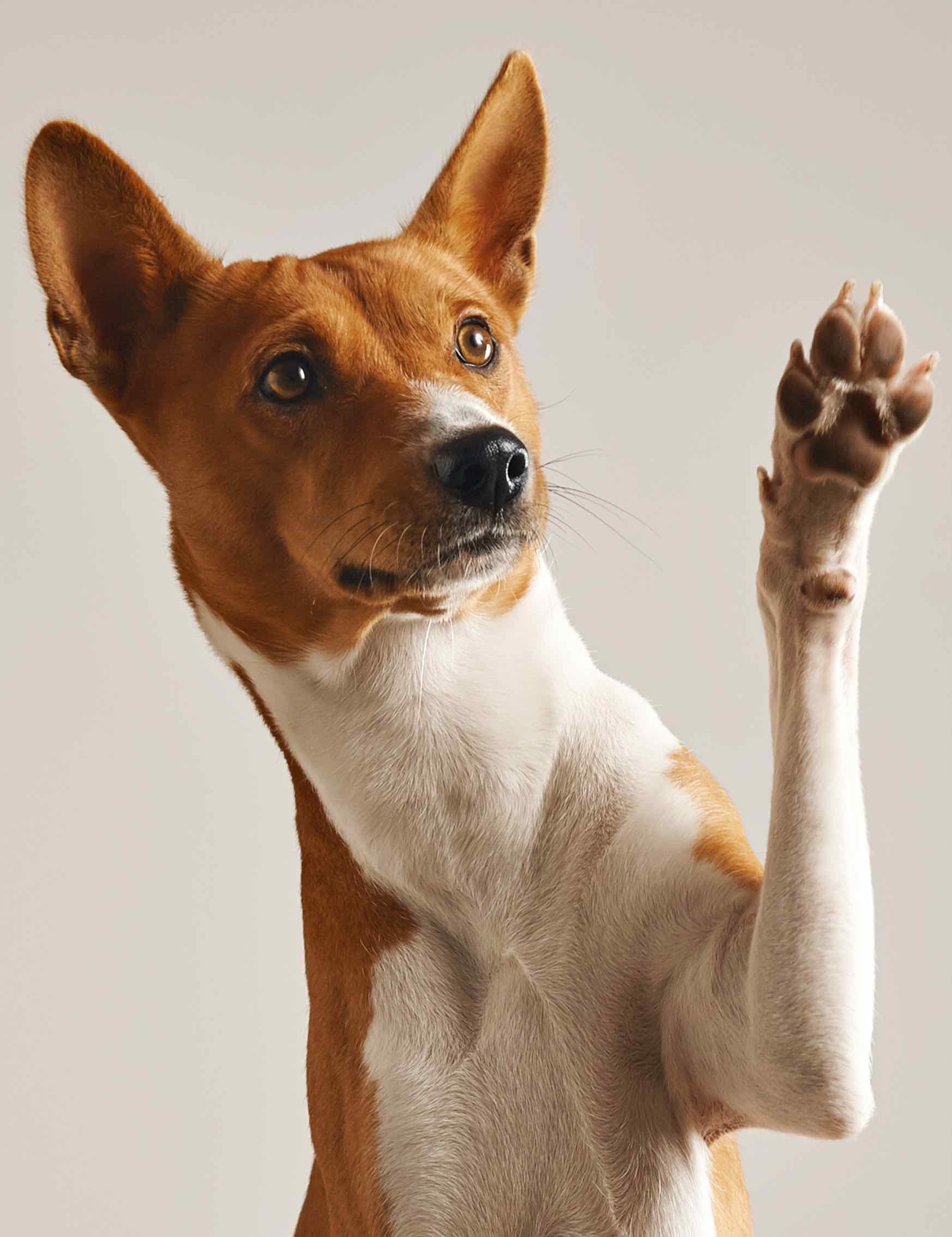 Dog raising his paw to ask a question during Dog Training Elite training class in Panama City.