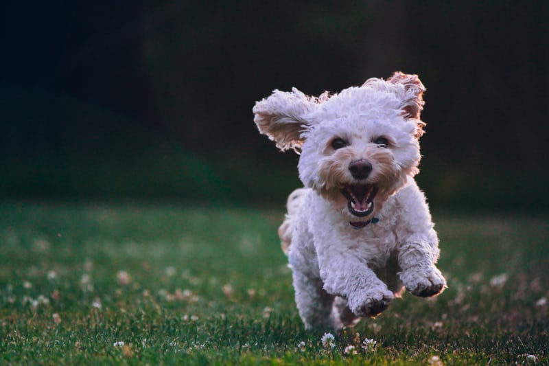 Does Your Dog Need a a Haircut? Summer Grooming Tips with Dog Training Elite