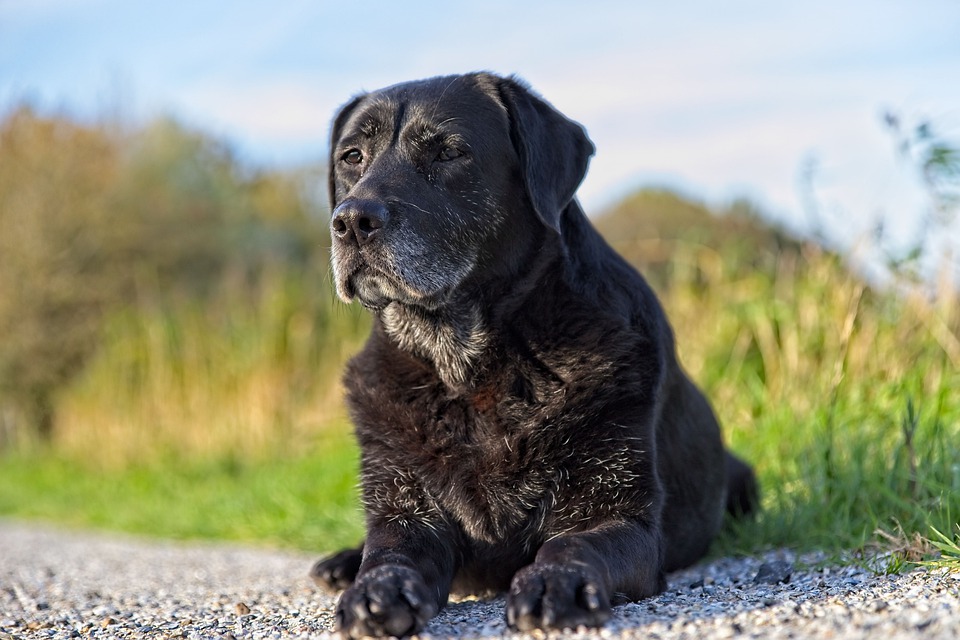 Reasons to Adopt a Senior Dog - Dog Training Elite Emerald Coast