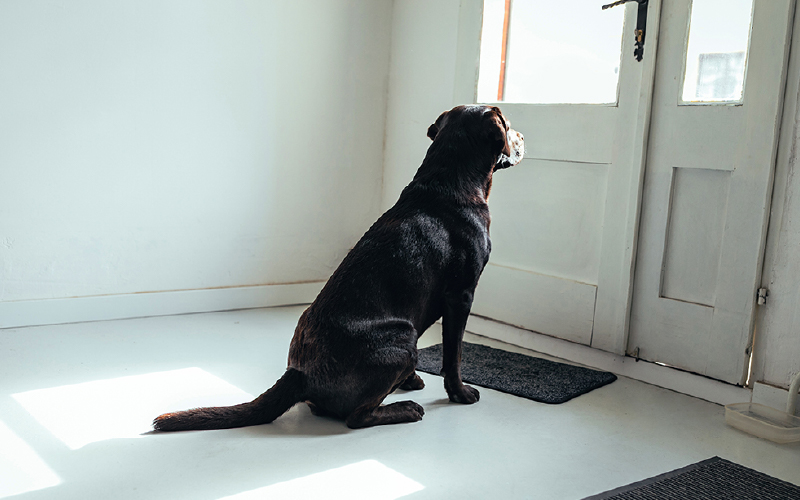 How to Handle Your Dog's Separation Anxiety