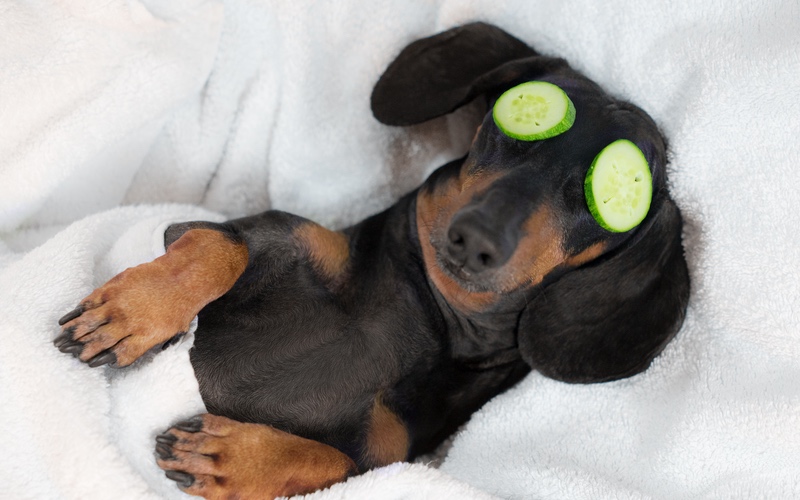 Dog getting pampered - at-home dog spa in  Panama City.