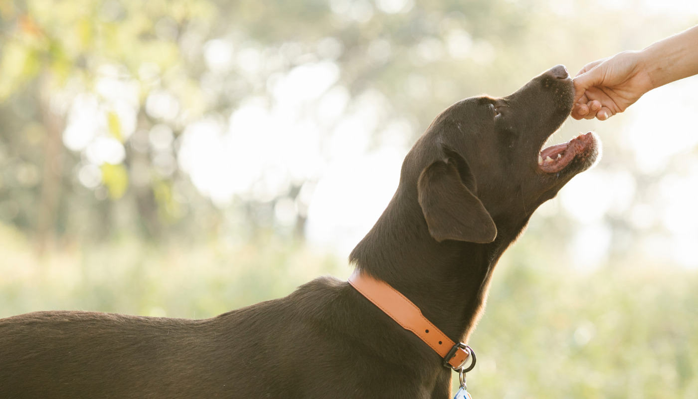 An owner giving their companion a delicious treat - learn more with Dog Training Elite of Southwest Florida.