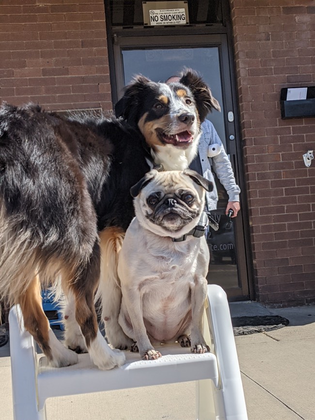 Two adorable dogs socializing with each other - tips from Dog Training Elite.