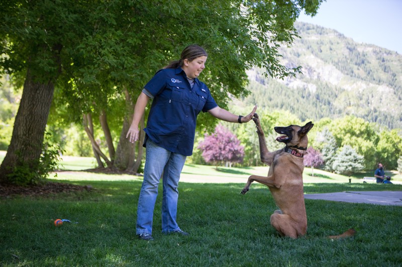 Dog Training Elite Owner high fives dog.