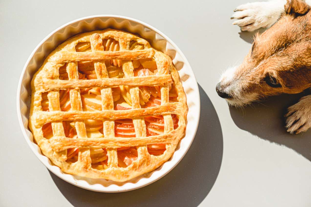 Pups may love the idea of pie, but check out Dog Training Elite Emerald Coast in Panama City's tips to keep them safe.