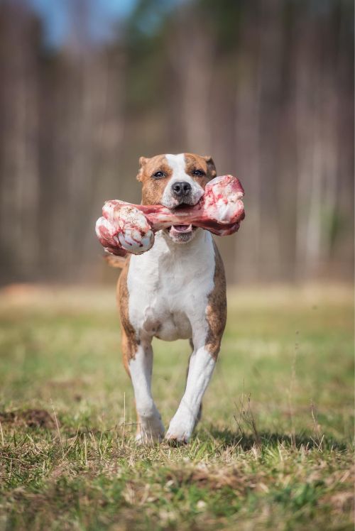 This dog is safely enjoying a big, raw bone with tips from Dog Training Elite Emerald Coast in Panama City.