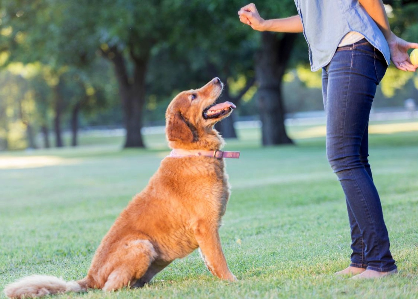 A professional dog trainer and a golden retriever doing training - find professional training with Dog Training Elite of Southwest Florida.