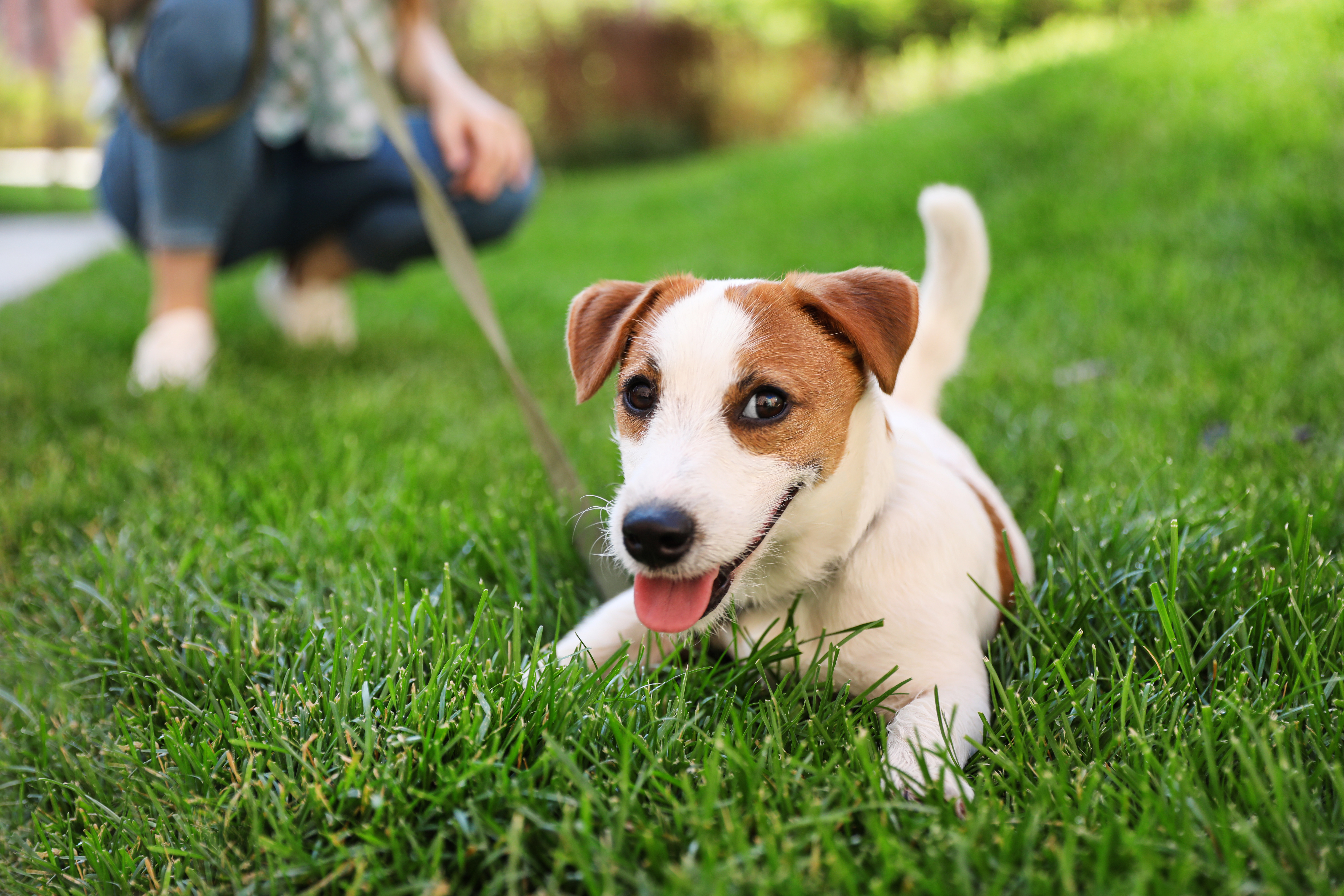 A well trained dog sitting in a park with their owner.