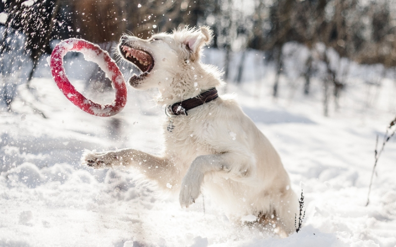 Obedience Training in Lowell, MA: Safely Enjoying Winter Walks with Your Dog. Dog Training Elite 