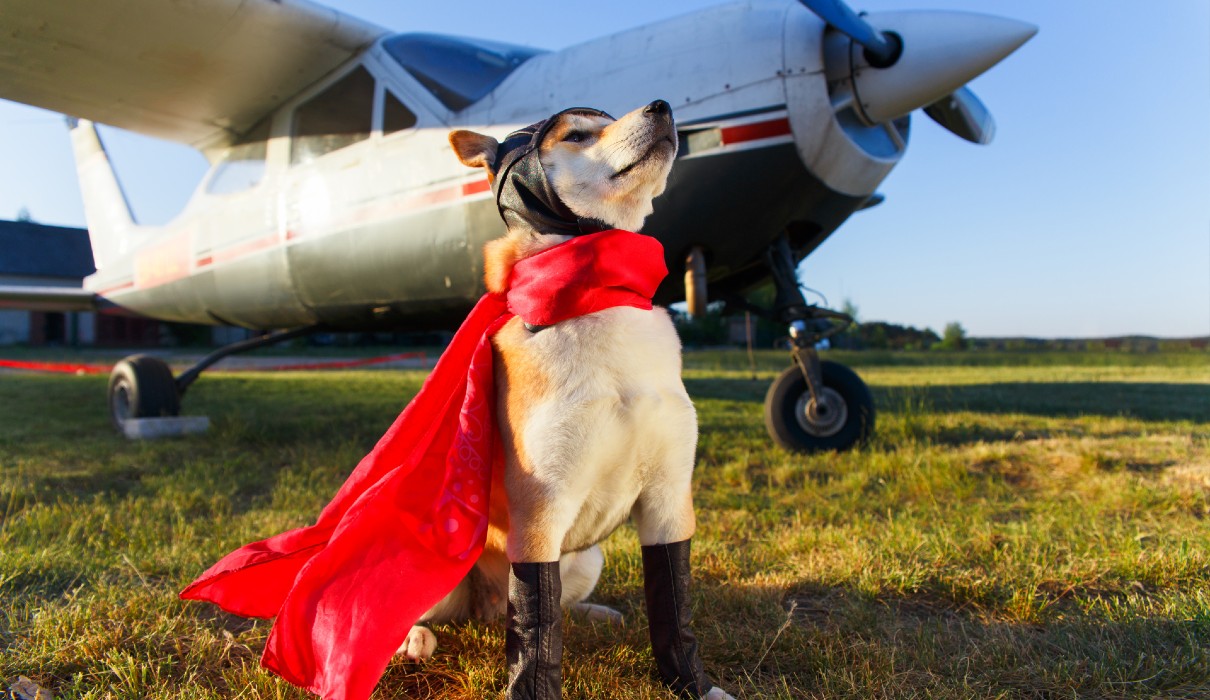 A dog in a pilot costume standing in front of a plane - planning on taking a flight this holiday season? Learn some traveling training tips from Dog Training Elite in Sarasota / Venice, FL.