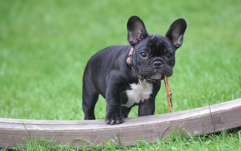 Dog Training Elite has the best dog trainers near you in Panama City for French Bulldog training.