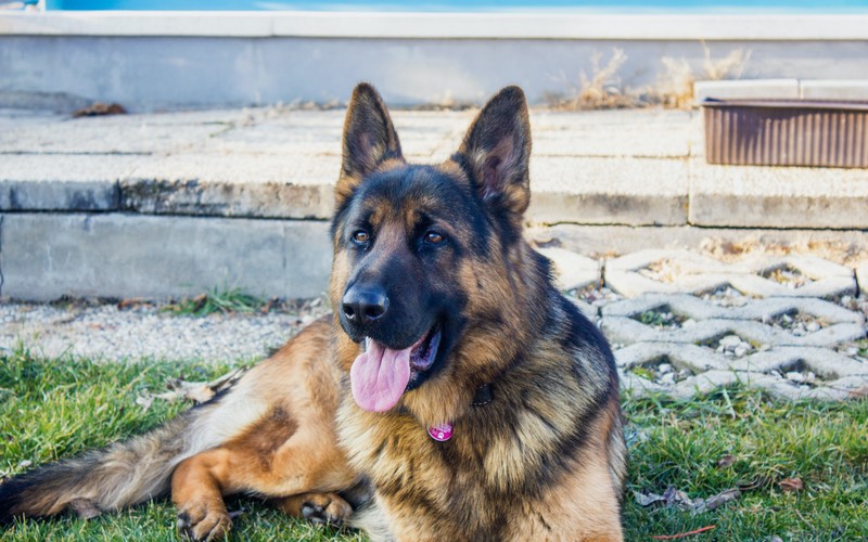 Dog Training Elite has expert German Sheperd dog trainers near you in Panama City.