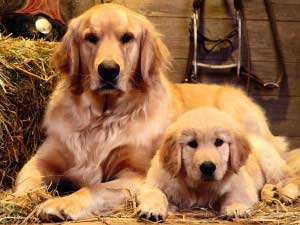 Dog Training Elite offers expert service dog training programs for Golden Retrievers in Panama City.