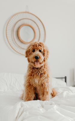 Dog Training Elite provides the best dog training programs  near you in Panama City for goldendoodles.