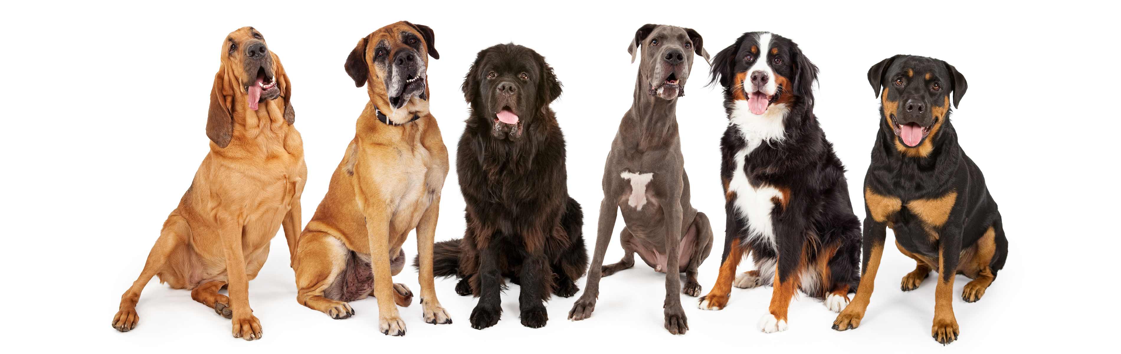 A group of dogs waiting to be trained by the experts at Dog Training Elite Central Mass.