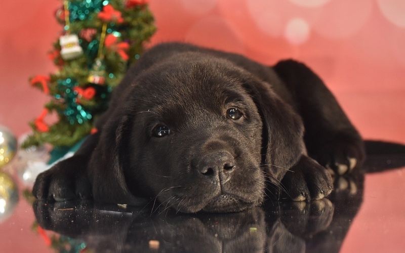 This black labrador puppy is ready for the holidays thanks to Dog Training Elite in Metro Detroit.