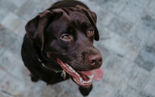 Smiling dog feeling happy about his physical health in Panama City.