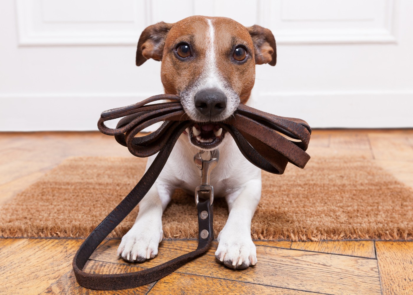 A puppy holding a leash in their mouth ready to enjoy some consistant and daily training.