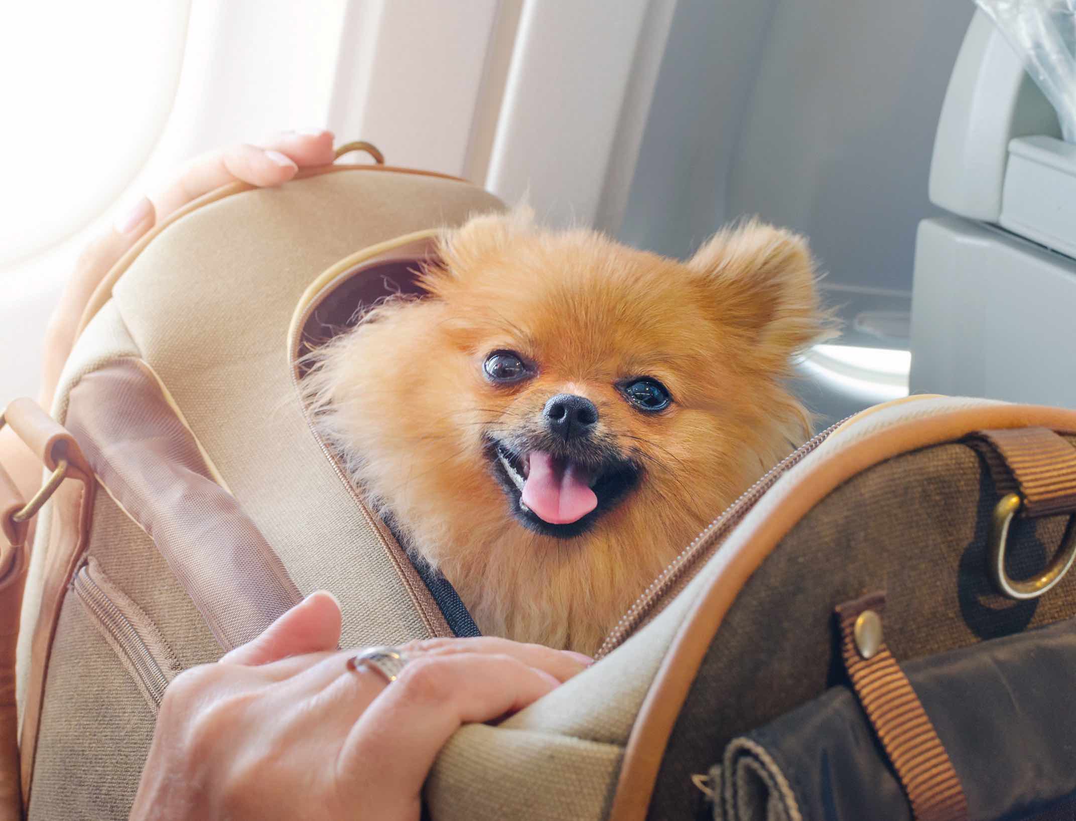 How to Travel With Your Dog in Panama City