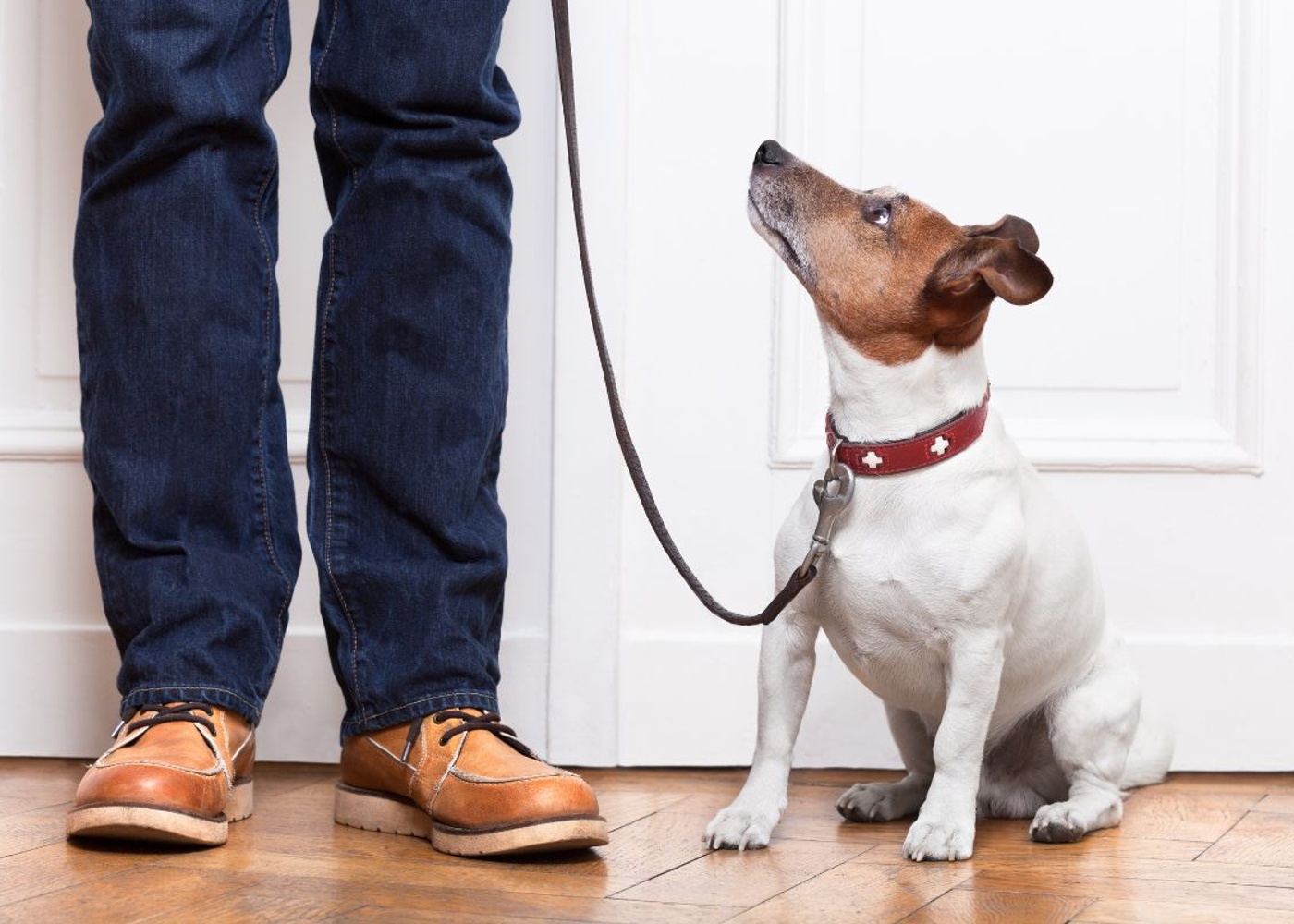 A calm, obedient dog staring up at its owner after enrollment in Dog Training Elite of Southwest Florida's behavior modification program.