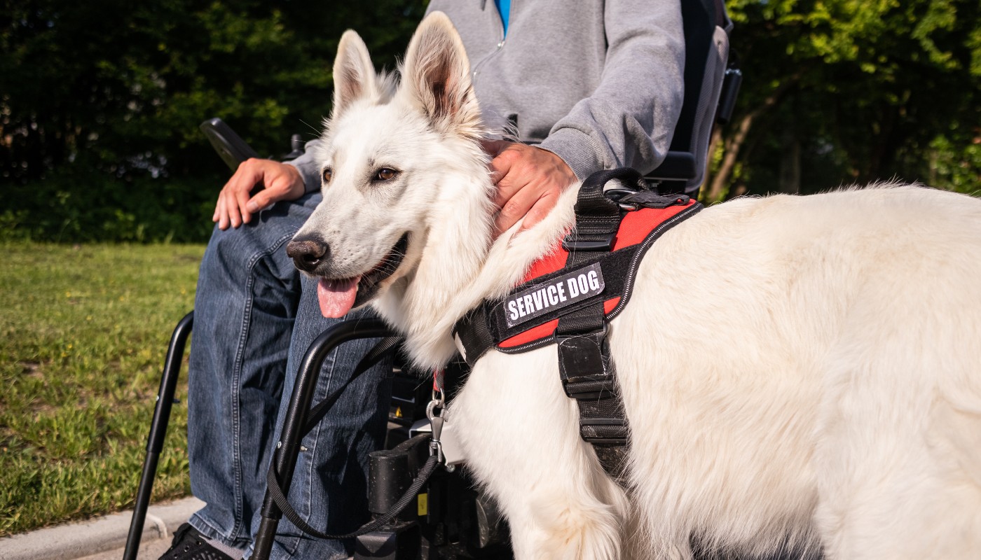 Unlocking Healing with PTSD Service Dog Training in Sarasota