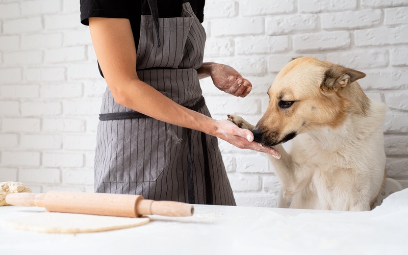 Pet friendly pumpkin pie for thanksgiving - Dog Training Elite in Panama City.