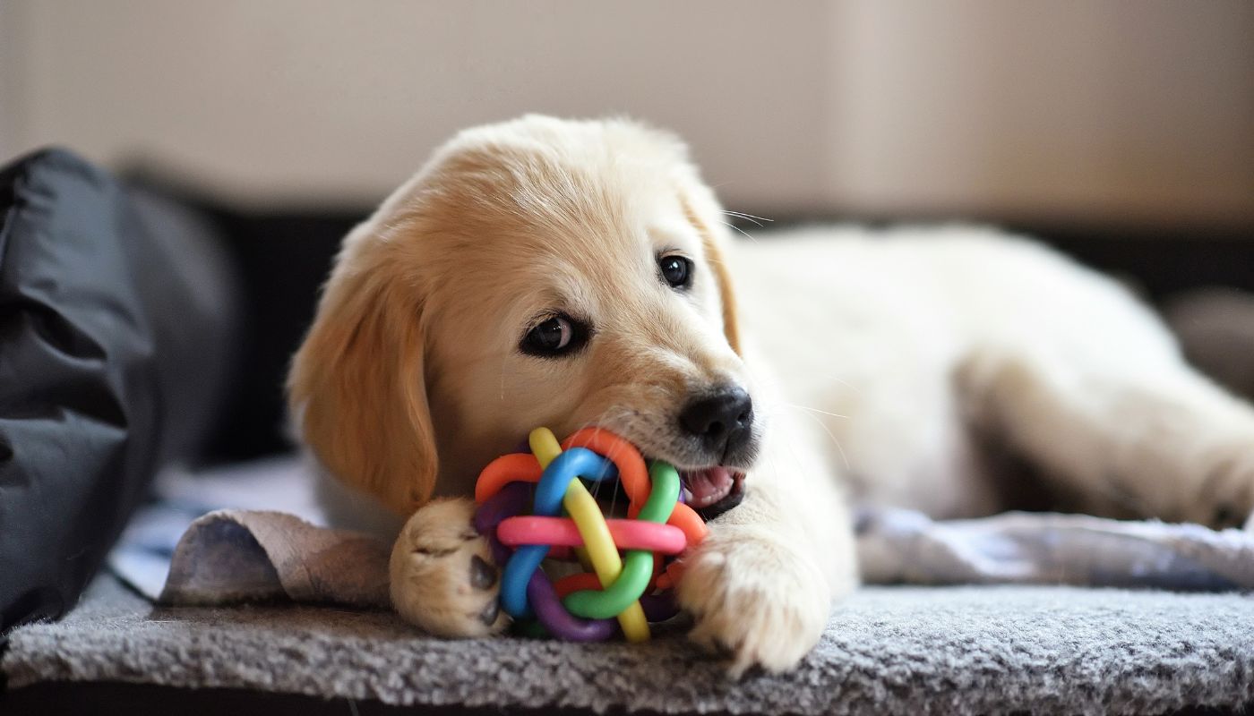 A puppy learning how to redirect destructive behavior with postive play through training from Dog Training Elite of Southwest Florida.