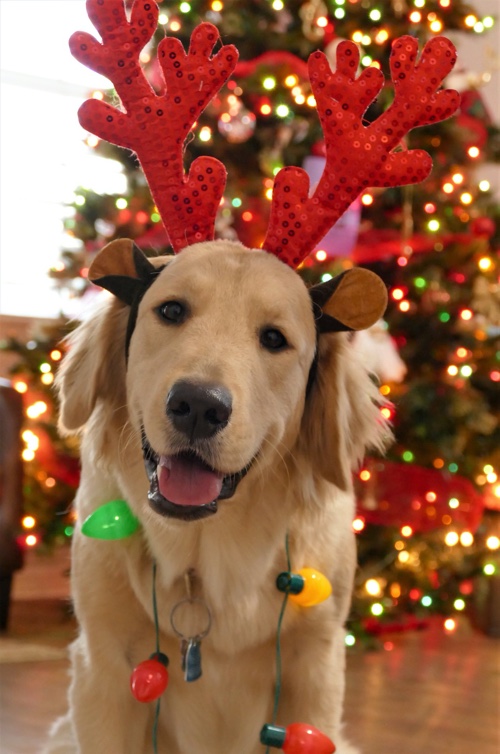 Keep your dog safe this holiday season with these tips from Dog Training Elite in Metro Detroit.