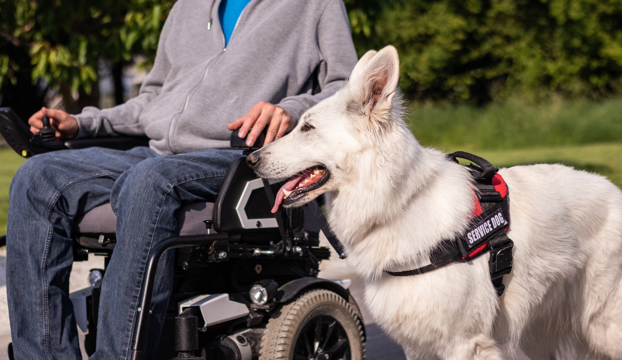 A service dog stands alert next to their owner in a wheelchair.