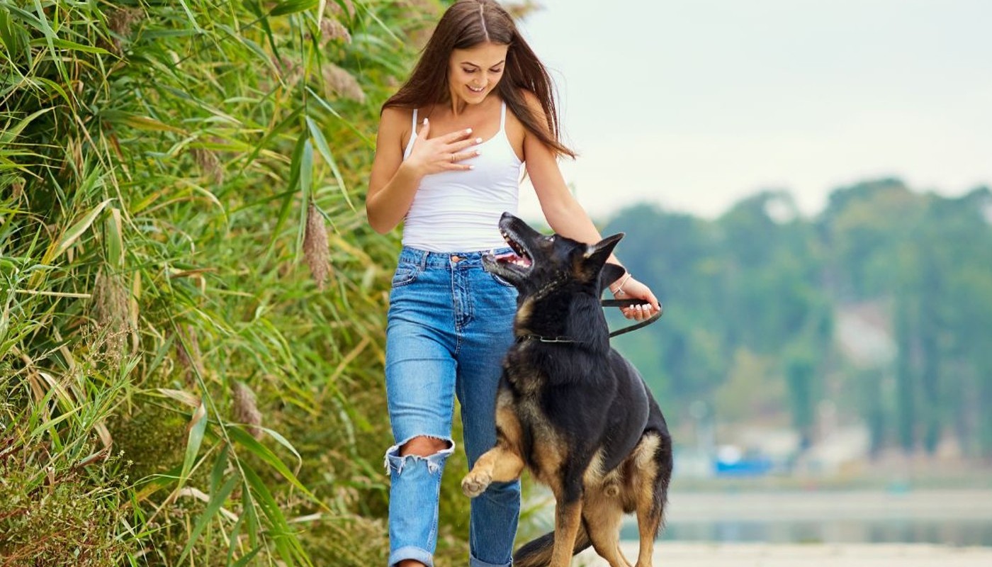 A loyal service dog with training from Dog Training Elite of Southwest Florida walks alongside their owner.